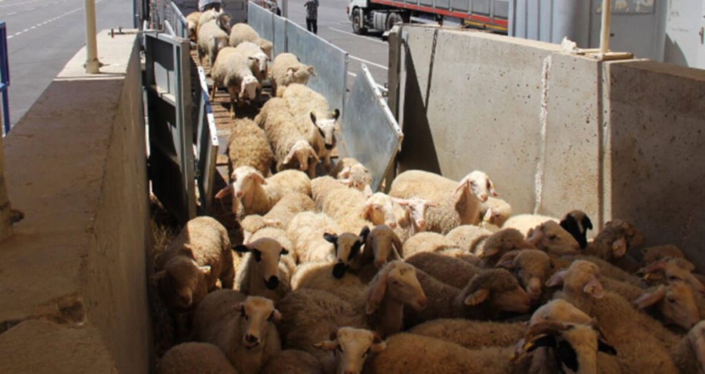 export ovins Maroc